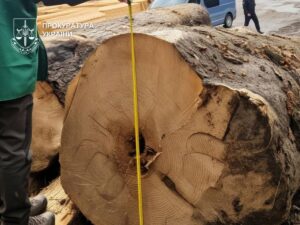 Вирубка цінних порід на 27 млн: буковинському ліснику оголосили підозру