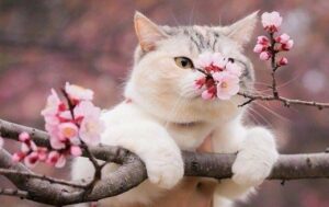 Травень в Україні: прогноз погоди та кліматичні особливості