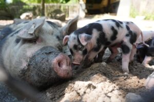 Фінляндія вперше виявила африканську чуму свиней біля кордону РФ